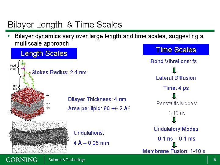 Bilayer Length & Time Scales • Bilayer dynamics vary over large length and time