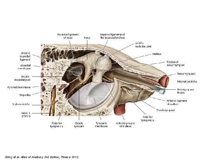 Gilroy et al. Atlas of Anatomy 2 nd Edition, Thieme 2012. 