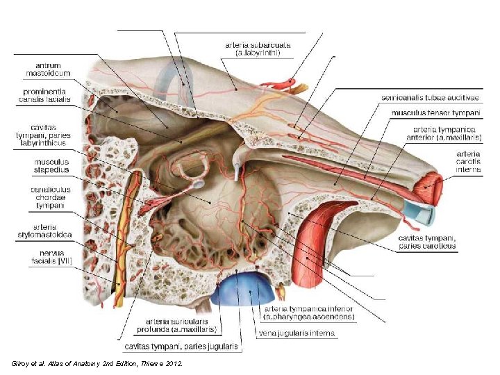 Gilroy et al. Atlas of Anatomy 2 nd Edition, Thieme 2012. 