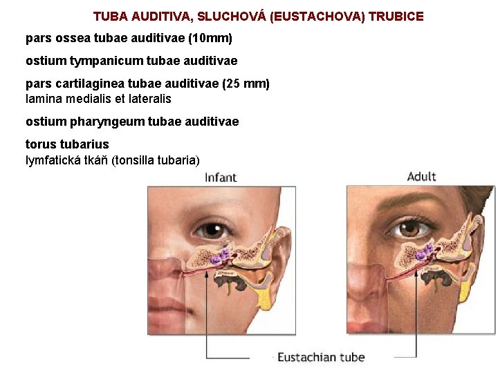 TUBA AUDITIVA, SLUCHOVÁ (EUSTACHOVA) TRUBICE pars ossea tubae auditivae (10 mm) ostium tympanicum tubae