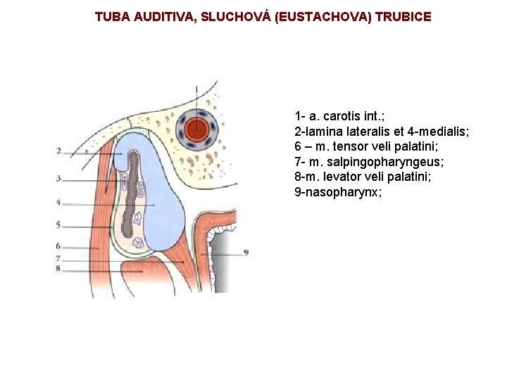 TUBA AUDITIVA, SLUCHOVÁ (EUSTACHOVA) TRUBICE 1 - a. carotis int. ; 2 -lamina lateralis