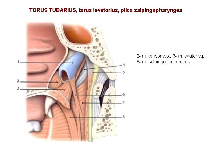 TORUS TUBARIUS, torus levatorius, plica salpingopharyngea 2 - m. tensor v. p. ; 3