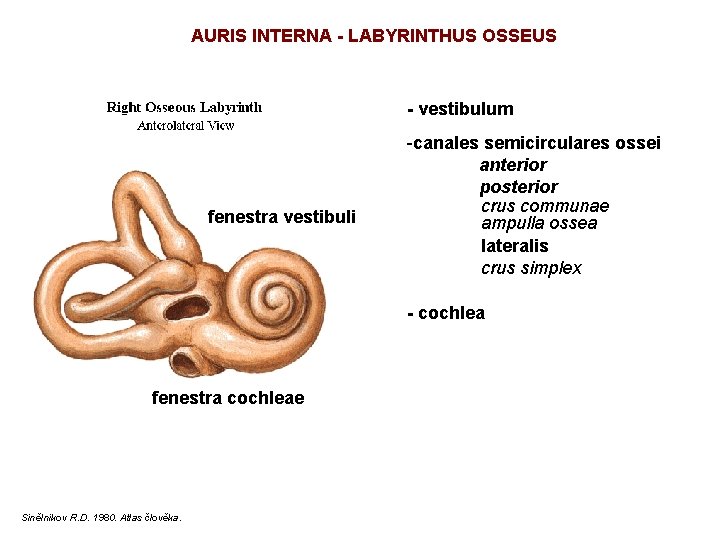 AURIS INTERNA - LABYRINTHUS OSSEUS - vestibulum fenestra vestibuli -canales semicirculares ossei anterior posterior