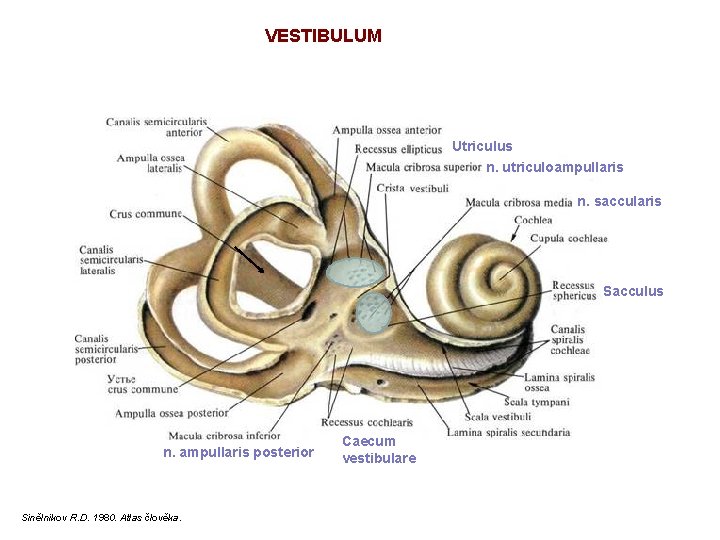 VESTIBULUM Utriculus n. utriculoampullaris n. saccularis Sacculus n. ampullaris posterior Sinělnikov R. D. 1980.