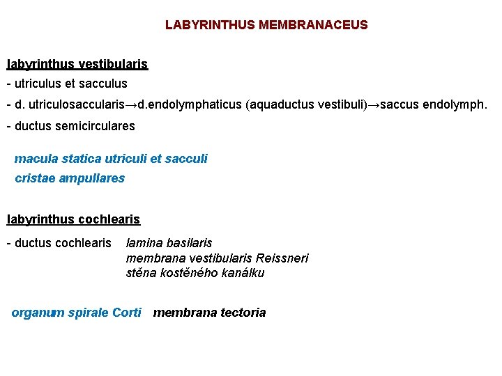 LABYRINTHUS MEMBRANACEUS labyrinthus vestibularis - utriculus et sacculus - d. utriculosaccularis→d. endolymphaticus (aquaductus vestibuli)→saccus