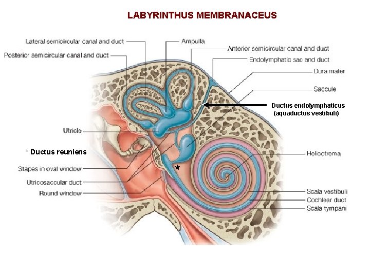 LABYRINTHUS MEMBRANACEUS Ductus endolymphaticus (aquaductus vestibuli) * Ductus reuniens * 