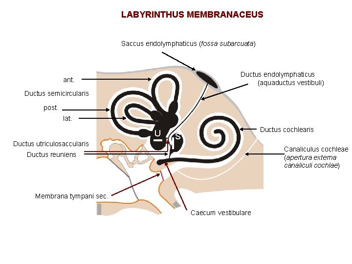 LABYRINTHUS MEMBRANACEUS Saccus endolymphaticus (fossa subarcuata) Ductus endolymphaticus (aquaductus vestibuli) ant. Ductus semicircularis post.