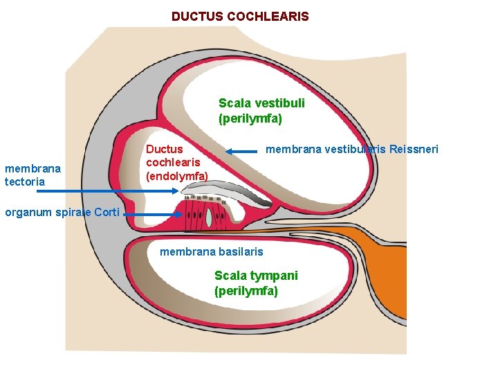 DUCTUS COCHLEARIS Scala vestibuli (perilymfa) membrana tectoria Ductus cochlearis (endolymfa) membrana vestibularis Reissneri organum