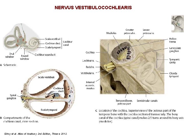 NERVUS VESTIBULOCOCHLEARIS Gilroy et al. Atlas of Anatomy 2 nd Edition, Thieme 2012. 