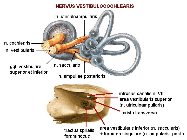 NERVUS VESTIBULOCOCHLEARIS n. utriculoampullaris n. cochlearis n. vestibularis ggl. vestibulare superior et inferior n.