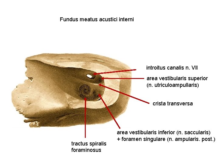 Fundus meatus acustici interni introitus canalis n. VII area vestibularis superior (n. utriculoampullaris) crista