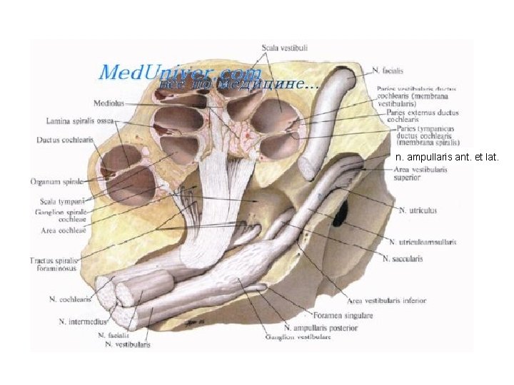n. ampullaris ant. et lat. 