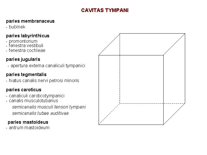 CAVITAS TYMPANI paries membranaceus - bubínek paries labyrinthicus - promontorium - fenestra vestibuli -