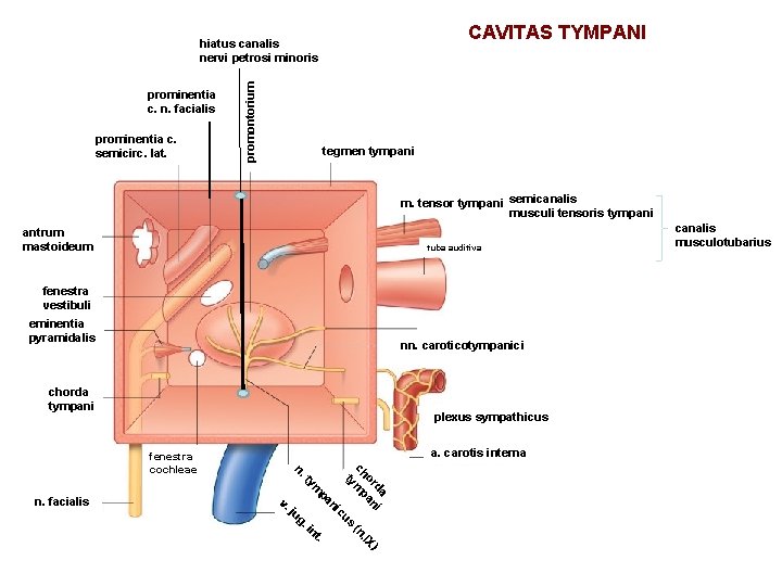 CAVITAS TYMPANI prominentia c. n. facialis prominentia c. semicirc. lat. promontorium hiatus canalis nervi