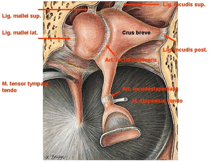 Lig. incudis sup. Lig. mallei lat. Crus breve Lig. incudis post. Art. incudomallearis M.