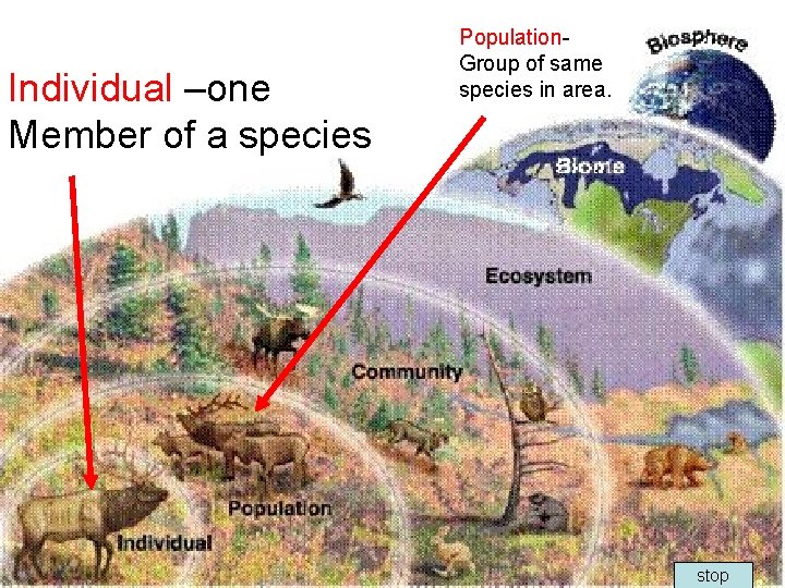 Individual –one Member of a species Population. Group of same species in area. stop