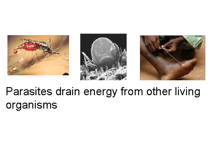 Parasites drain energy from other living organisms 