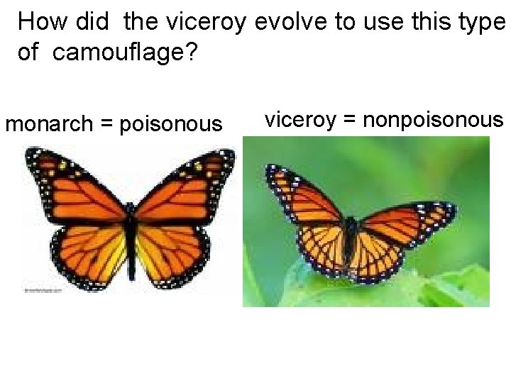 How did the viceroy evolve to use this type of camouflage? monarch = poisonous