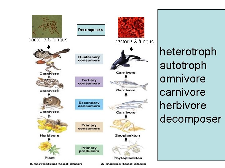 Decomposers bacteria & fungus heterotroph autotroph omnivore carnivore herbivore decomposer 