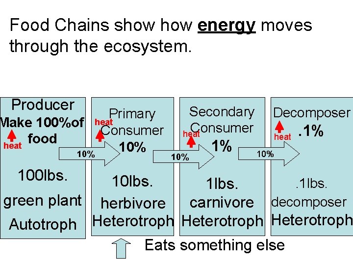 Food Chains show energy moves through the ecosystem. Producer Primary heat Make 100%of Consumer