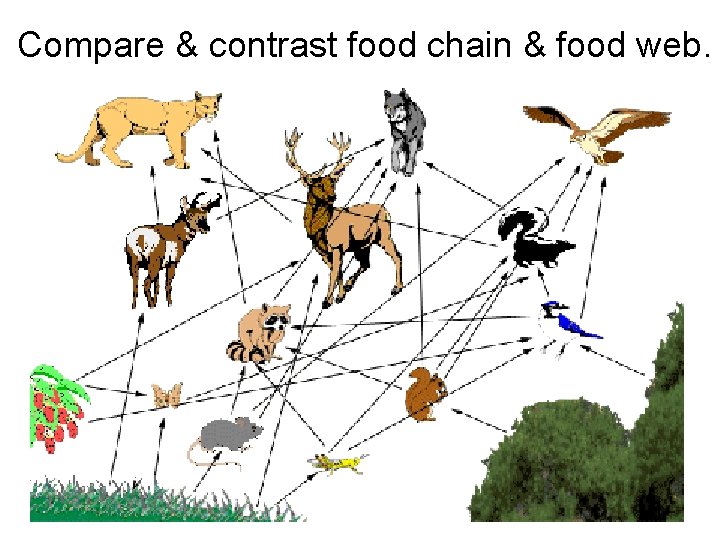 Compare & contrast food chain & food web. 