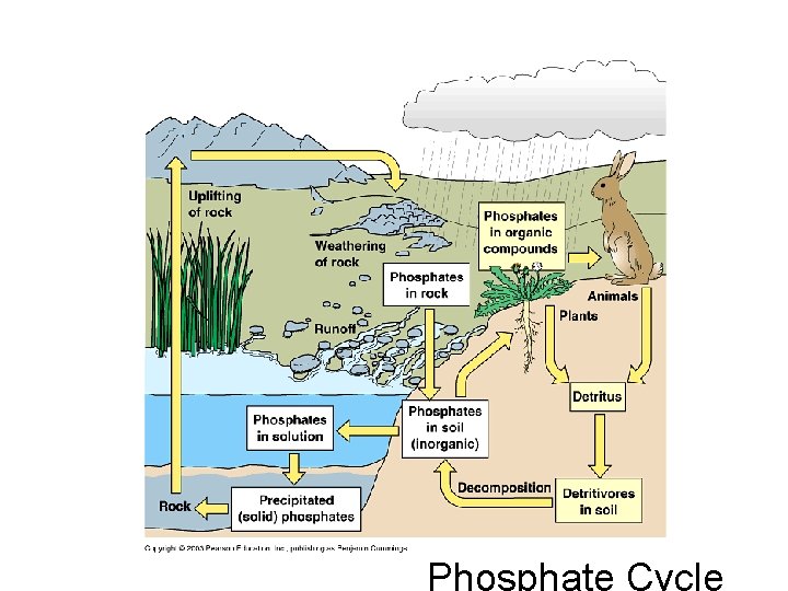 Phosphate Cycle 