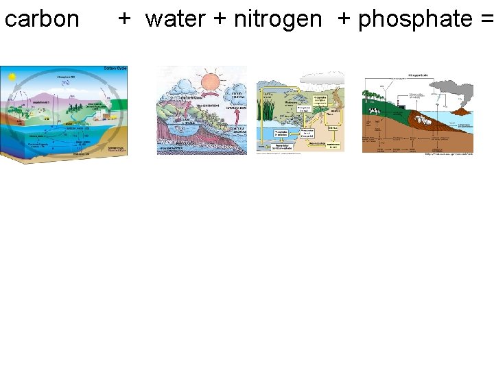 carbon + water + nitrogen + phosphate = 