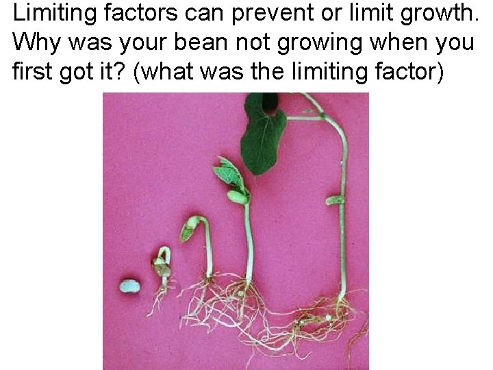 Limiting factors can prevent or limit growth. Why was your bean not growing when