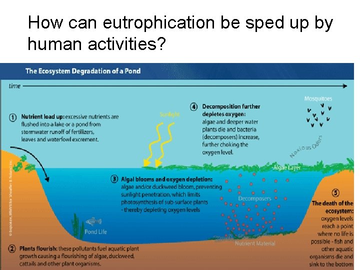 How can eutrophication be sped up by human activities? 