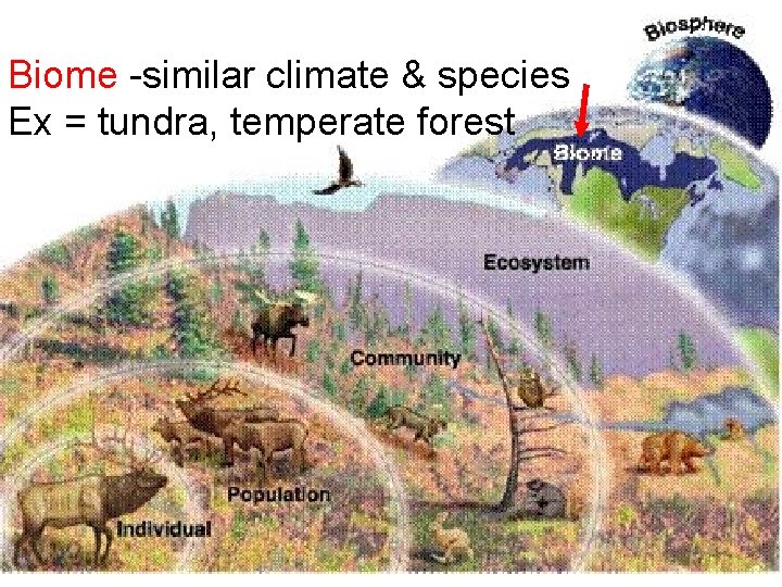 Biome -similar climate & species Ex = tundra, temperate forest 