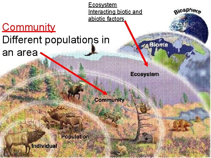 Ecosystem Interacting biotic and abiotic factors. Community Different populations in an area 