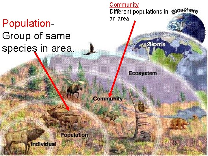 Population. Group of same species in area. Community Different populations in an area 