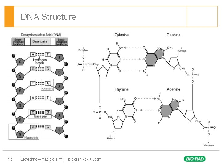 DNA Structure 13 Biotechnology Explorer™ | explorer. bio-rad. com 