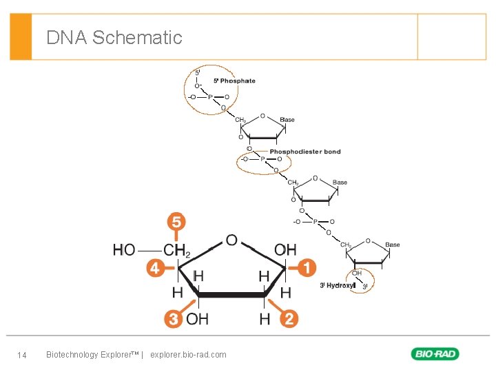 DNA Schematic 14 Biotechnology Explorer™ | explorer. bio-rad. com 