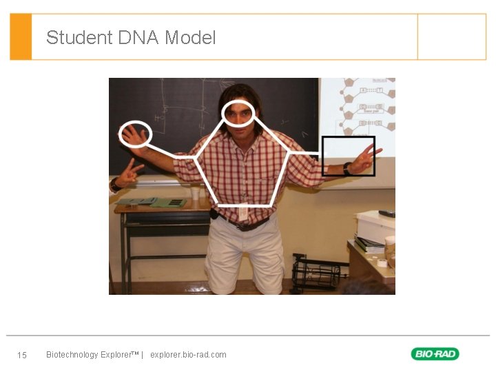 Student DNA Model 15 Biotechnology Explorer™ | explorer. bio-rad. com 