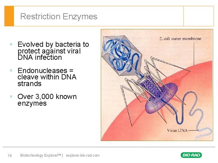 Restriction Enzymes § Evolved by bacteria to protect against viral DNA infection § Endonucleases