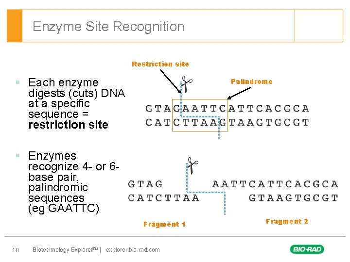 Enzyme Site Recognition Restriction site § Each enzyme digests (cuts) DNA at a specific