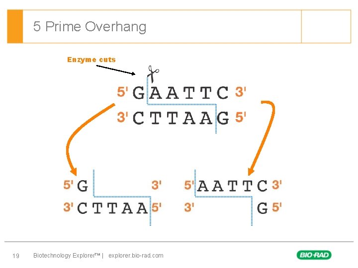 5 Prime Overhang Enzyme cuts 19 Biotechnology Explorer™ | explorer. bio-rad. com 