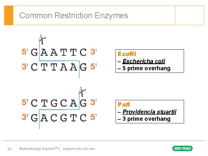 Common Restriction Enzymes Eco. RI – Eschericha coli – 5 prime overhang Pstl –