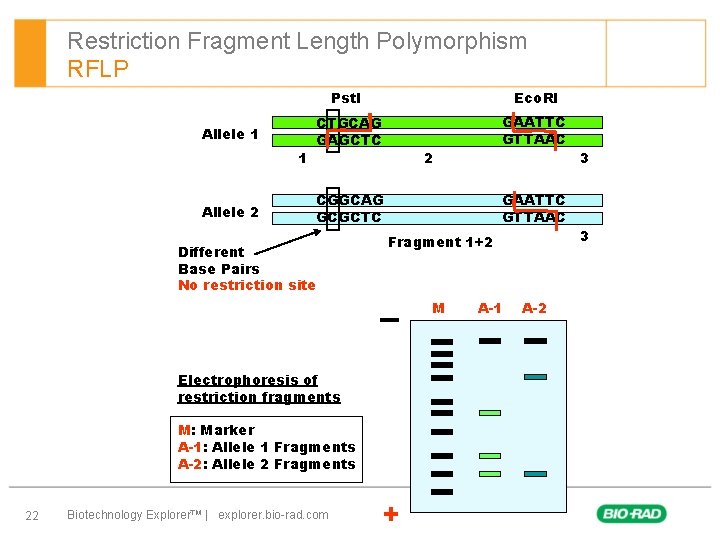 Restriction Fragment Length Polymorphism RFLP Allele 1 1 Allele 2 Pst. I Eco. RI