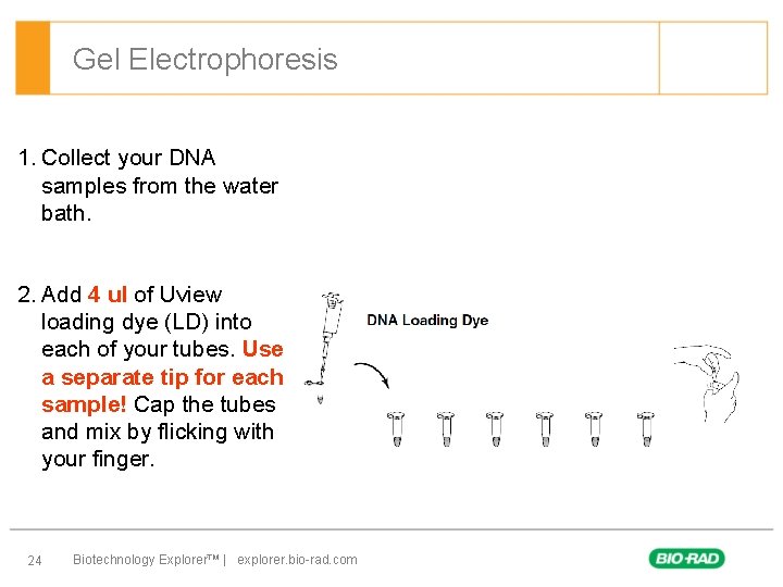 Gel Electrophoresis 1. Collect your DNA samples from the water bath. 2. Add 4