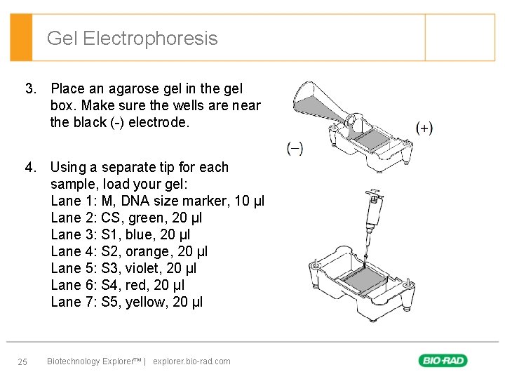 Gel Electrophoresis 3. Place an agarose gel in the gel box. Make sure the