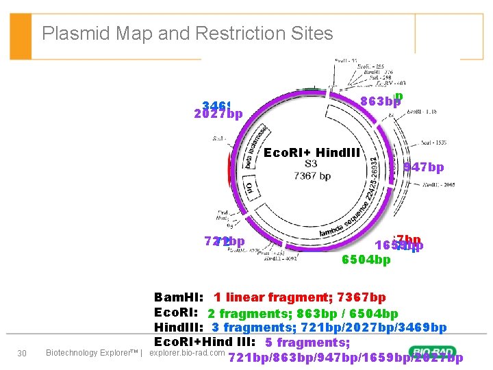 Plasmid Map and Restriction Sites 3469 bp 2027 bp 863 bp Bam. HI Hind