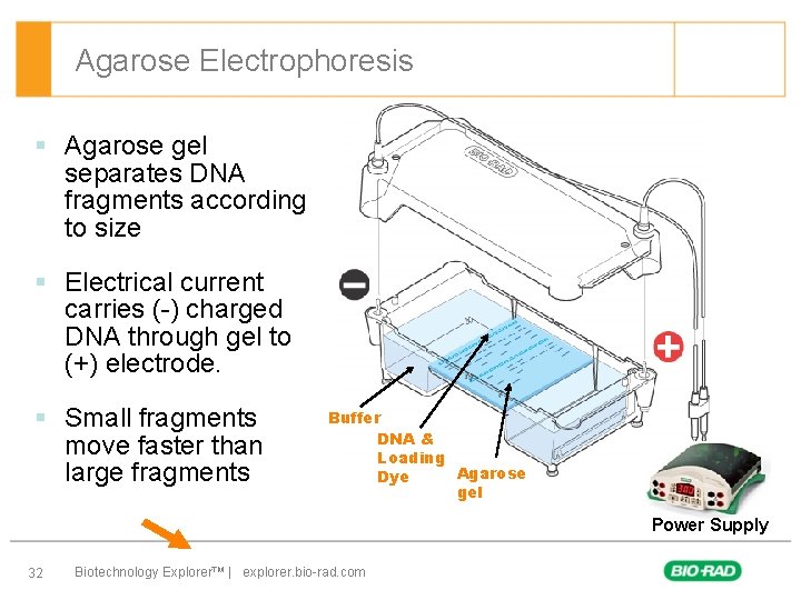 Agarose Electrophoresis § Agarose gel separates DNA fragments according to size § Electrical current