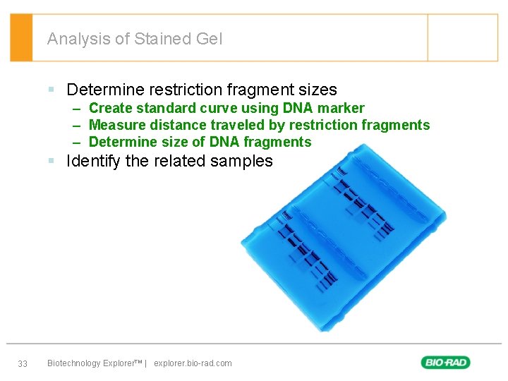 Analysis of Stained Gel § Determine restriction fragment sizes – Create standard curve using