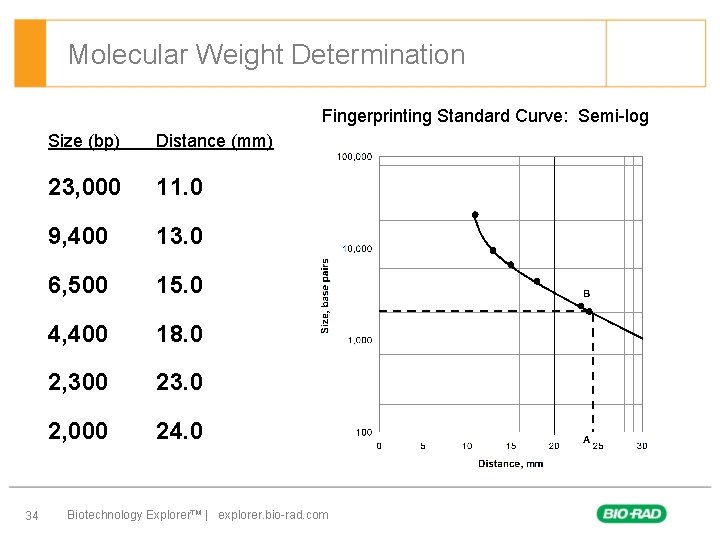 Molecular Weight Determination Fingerprinting Standard Curve: Semi-log 34 Size (bp) Distance (mm) 23, 000