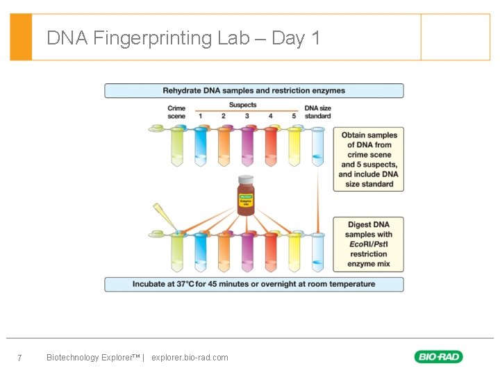 DNA Fingerprinting Lab – Day 1 7 Biotechnology Explorer™ | explorer. bio-rad. com 