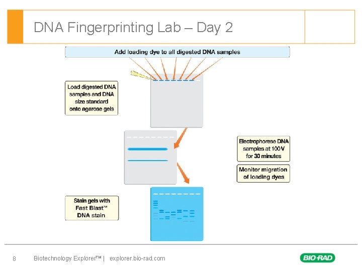 DNA Fingerprinting Lab – Day 2 8 Biotechnology Explorer™ | explorer. bio-rad. com 