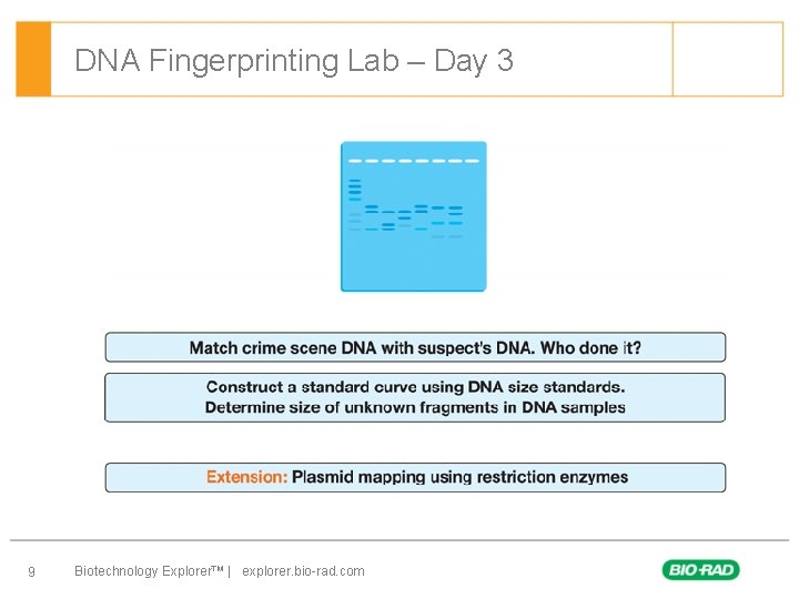 DNA Fingerprinting Lab – Day 3 9 Biotechnology Explorer™ | explorer. bio-rad. com 