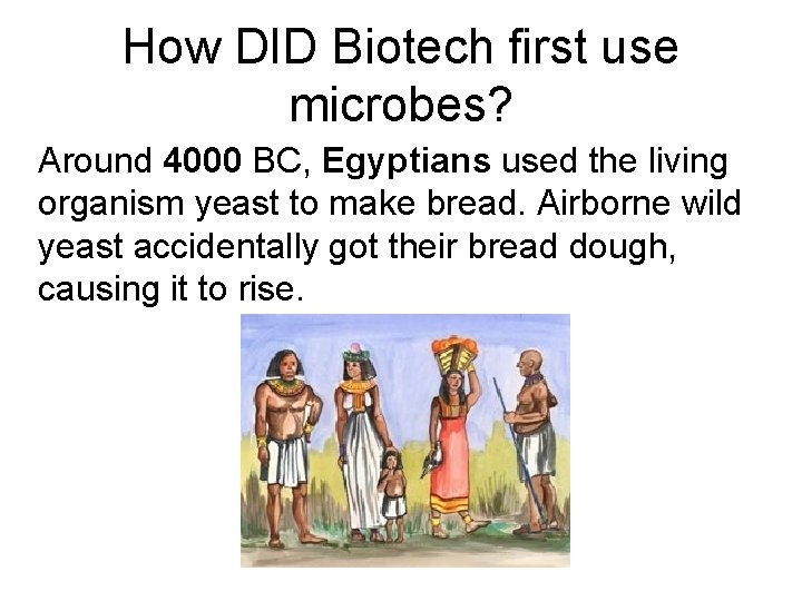 How DID Biotech first use microbes? Around 4000 BC, Egyptians used the living organism